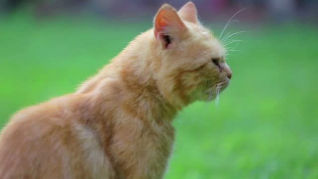 Fluffy orange cat outside in lawn. Orange cat with flat face