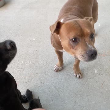 My baby’s bacon and candy giving them their daily CBD tinctures