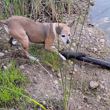 Little dog swims to fetch a log too big for him