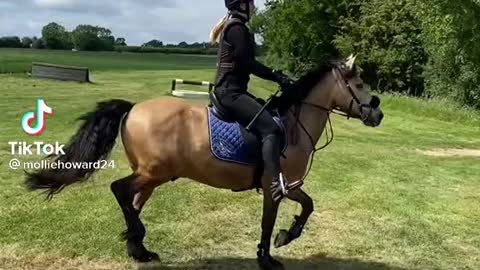 Horse learning to jump