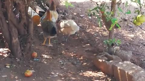 African Village chickens bonding##