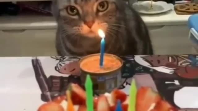 Cute cats candle burn