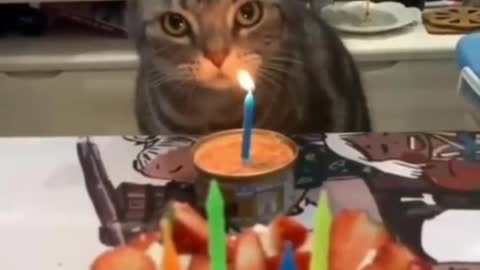 Cute cats candle burn