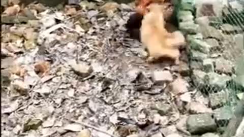 Chicken VS Dog Fight - funny animalss