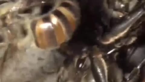 Honey bees Fight back Hornet