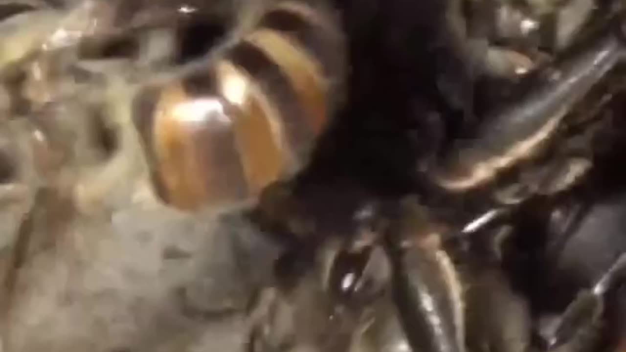 Honey bees Fight back Hornet