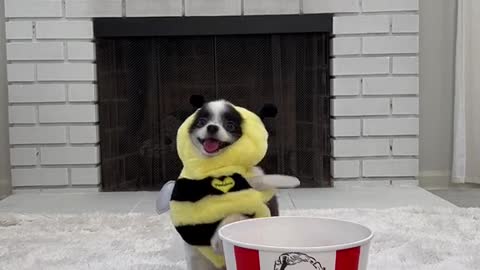 Bee-dogs are so cute