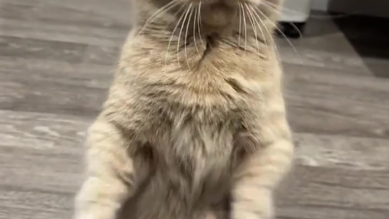 Boxing champion cat