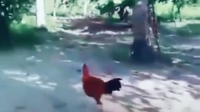 Dog vs Hen Fight Guess who win