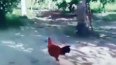 Dog vs Hen Fight Guess who win