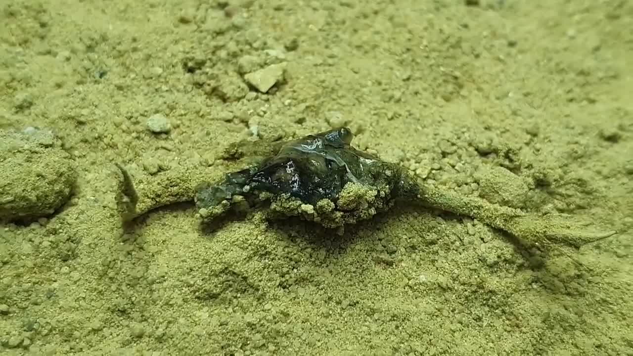 Camel spider attack on a frog