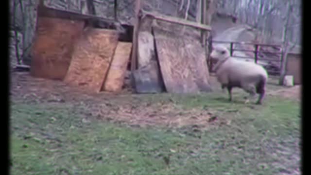 lamb playing catch-up with the dog