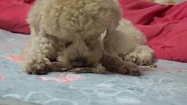 Puppy eating duck crucible as a snack