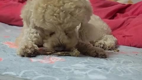 Puppy eating duck crucible as a snack