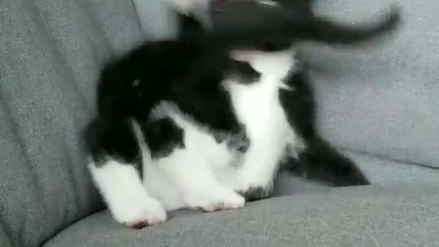 Kitten playing with the tail