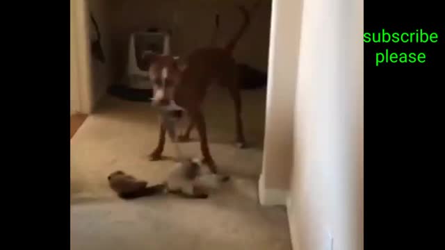 Funny animal videos,animal shorts,funny cats,funny dogs,funny shorts,funny videos,#shorts,