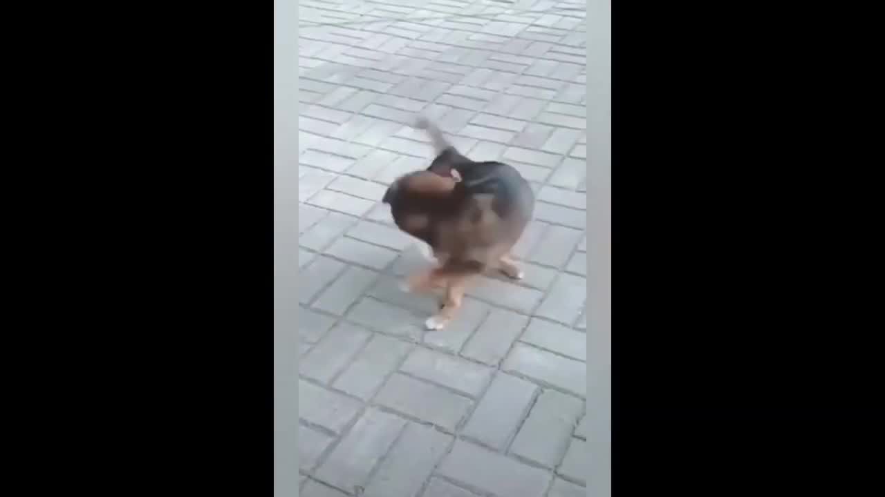 wow dogs cute funny fail