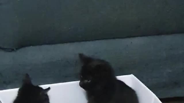 mischievous baby cats