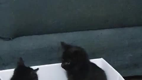 mischievous baby cats