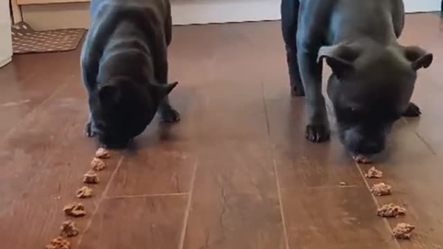 Frenchie vs staffie food race /who wins