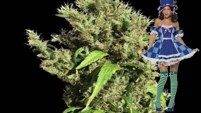 Purple Honduras Haze – Ace Seeds