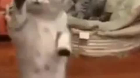 Amazing cat activities?????watch😁😁😁😁😁