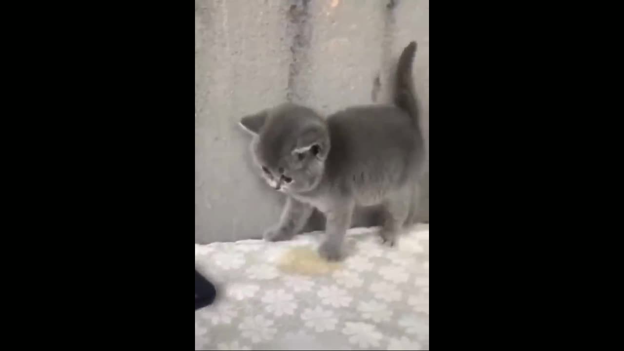 cats and dogs funny 🤣 moments 😺😂