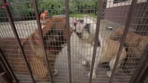 Dog Barks At Babysitter,So Father Hides Camera in Hair.