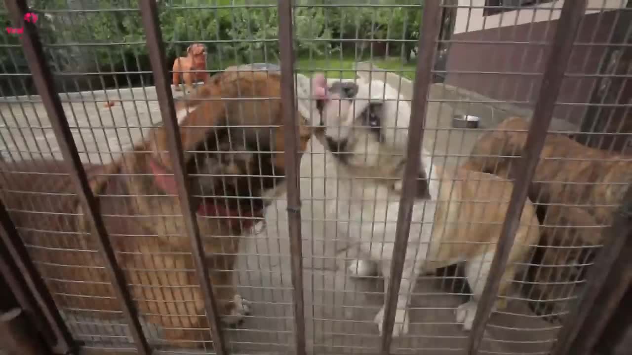 Dog Barks At Babysitter,So Father Hides Camera in Hair.