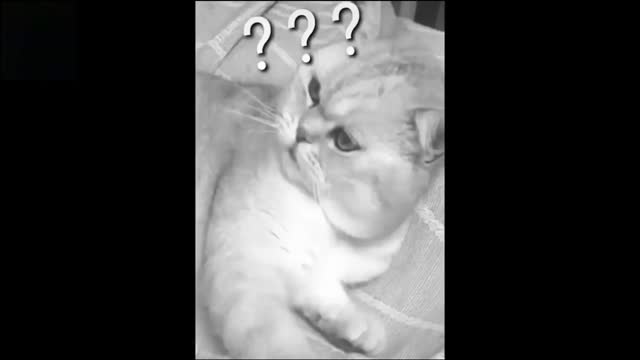 Cat Baby Pets Cute & Funny Animals Video Compilation