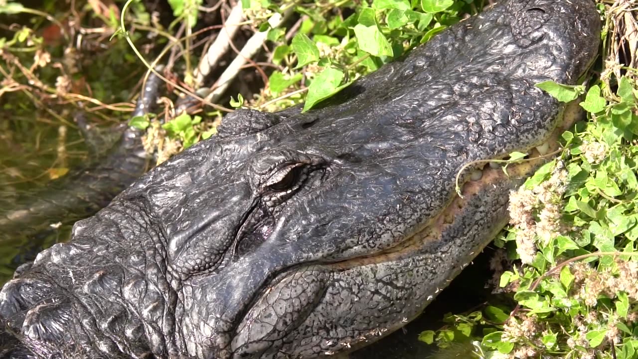 Common Gallinule and the Alligator