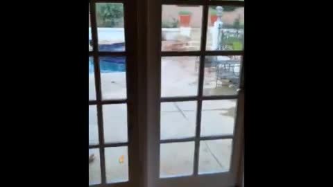 funny animals (super 3 minute funny) cats and dogs