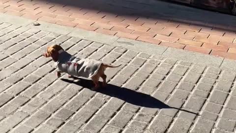 Dachshund puppy running in the city