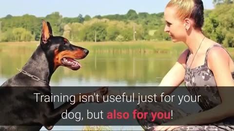 Basic Dog Training, How to Train ANY DOG the Basics and essential skills