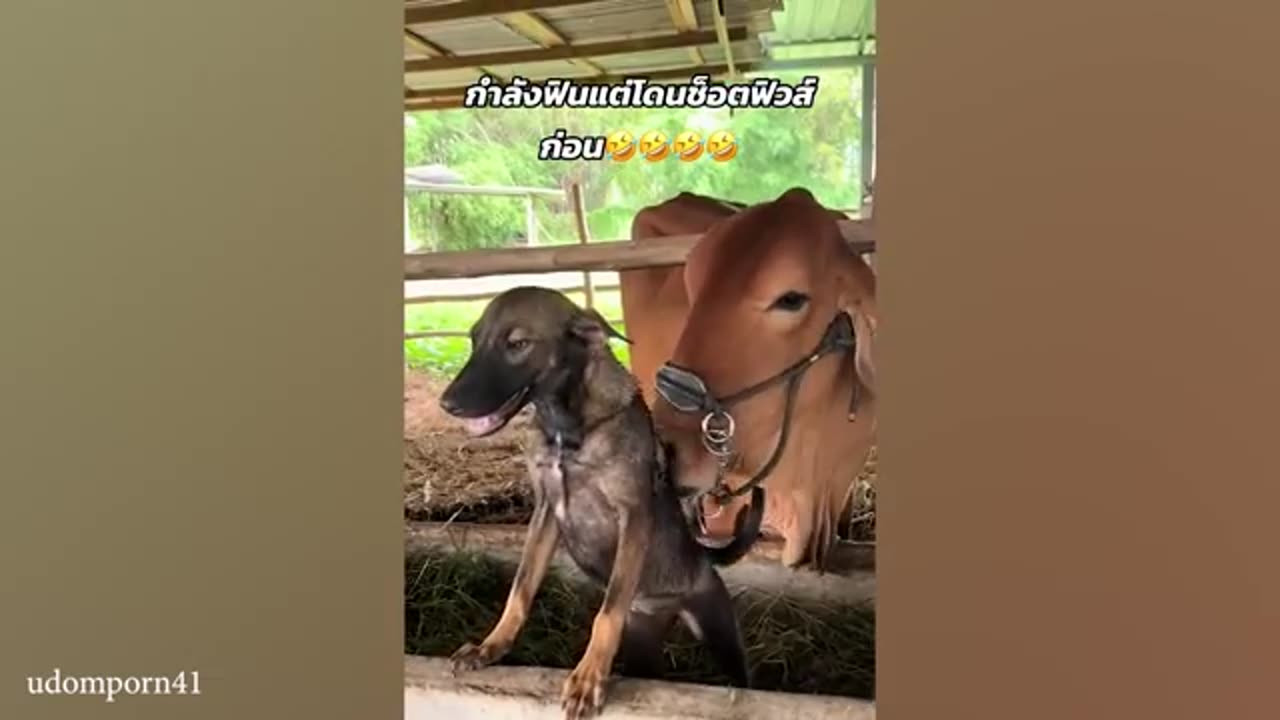 Laugh Hard Funny Animals