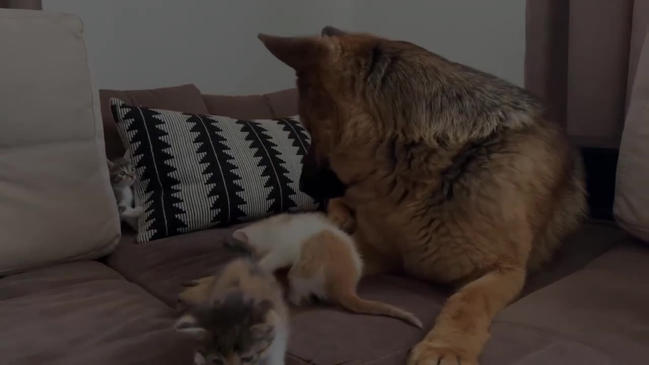 German Shepherd Attacked by Cute Tiny Kittens