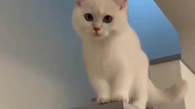 Cute Cat Smile Comady Video