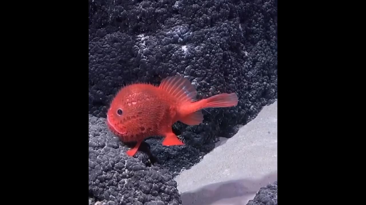 "Meet the Chaunacops Fish: A Deep-Sea Anglerfish with a Unique Appearance"(like a Pokemon)