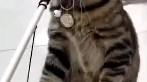 Funny cat videos 2021 Funny cats Funny cat videos