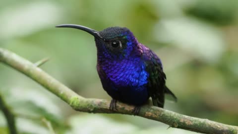 The Most Colorful Birds in the World Breathtaking Nature & Wonderful Birds Songs Stress Relief