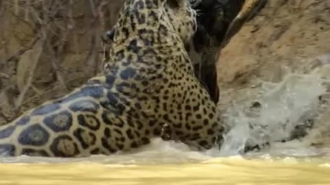 Jaguar attacks crocodile in wild river in brazil