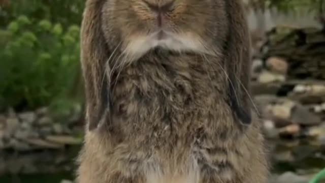 Lovely grey rabbit