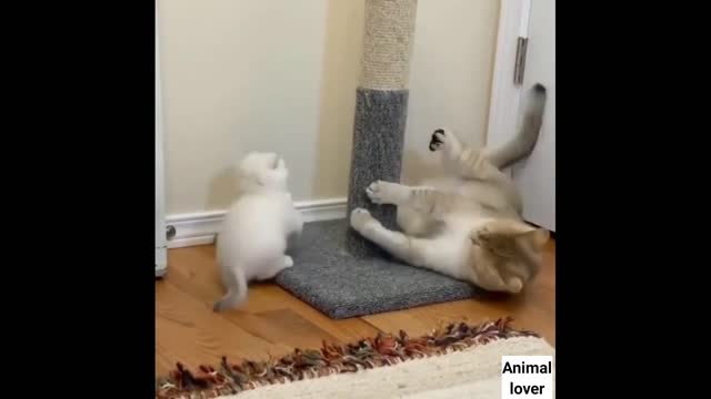 Cute little cats 😸 videos| viral 2022