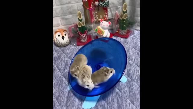 Funny Hamsters Videos Compilation _ Funny and Cute Moment of the Animals