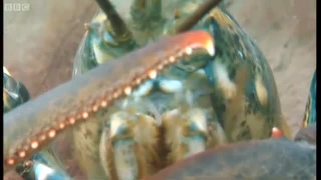 Lobsters At War! | Blue Planet | BBC Earth