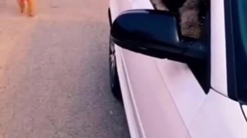 Funny dog Videos | Dog imitating human