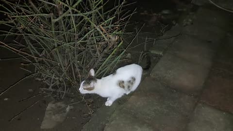 Night quests of the cute white cat. This cat is very beautiful 😍