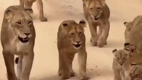THE BRAVE LITTLE CUB GIVES ITS BEST ROAR TO THE TOURISTS