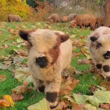Babydoll sheep 😍😍😍😍