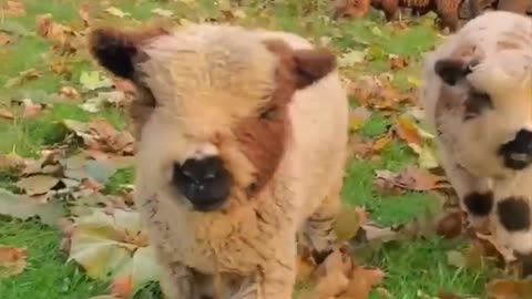 Babydoll sheep 😍😍😍😍